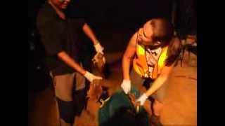 Cane Toad Busting in Kununurra