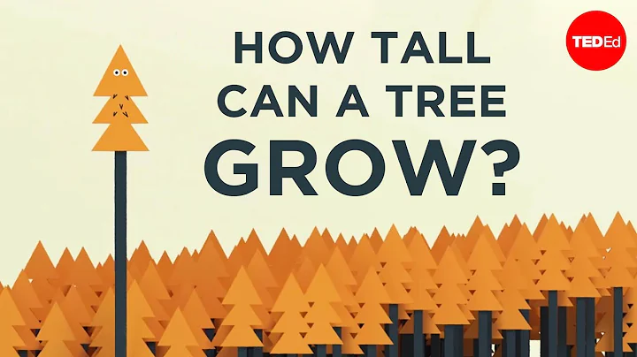 How tall can a tree grow? - Valentin Hammoudi - DayDayNews