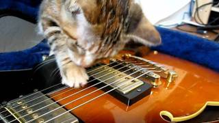 Frisbee Shredding! Cat playing Guitar by METALisha 69,815 views 12 years ago 55 seconds