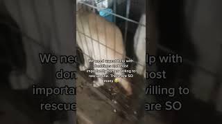 #dogrescue What a Chinese dog slaughterhouse looks like. Full of dogs guys. They