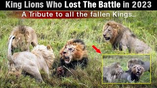 7 Most Famous Lions We've Lost in 2023 | The Fallen Kings