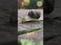 حقائق غريبة عن الحيوانات 🐌🐠 تظهر إبداع الخالق!