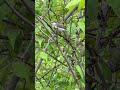 Yellow-Rumped Warbler in Magee Marsh, Oak Harbor Ohio 5-12-2026