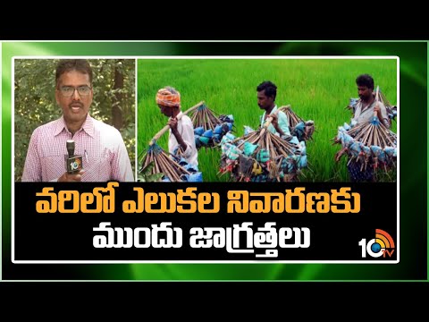 వరిలో ఎలుకల నివారణకు ముందు జాగ్రత్తలు | Rat damage control in Paddy | Matti Manishi | 10TV - 10TVNEWSTELUGU