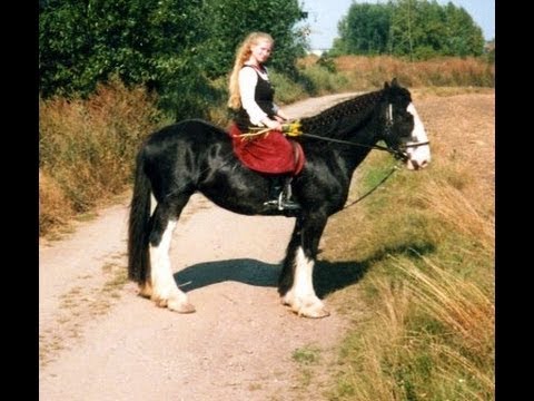 Video: Die Shire-Zuchtlinie, Die Ein Champion-Reitpferd Und Einen Burghley-Eventer Hervorgebracht Hat