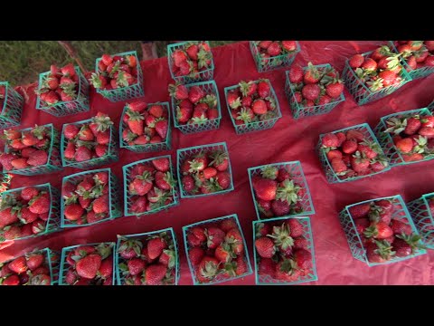 The Fruitiest Texas Festival | Poteet Strawberry Festival