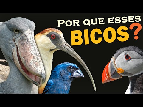 Vídeo: Qual ave tem bico igual?