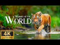 Animals of the world  discovery relaxation wonderful wildlife movie with relaxing piano music
