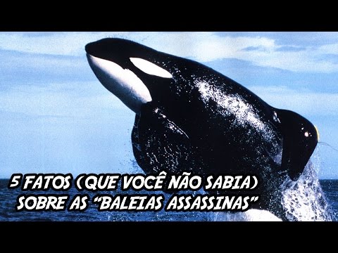 Vídeo: Por Que As Baleias Assassinas Nunca Atacam Os Humanos Na Selva? - Visão Alternativa