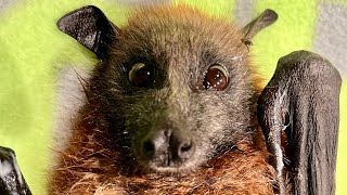 Rescuing a cranky juvenile flying-fox in a hedge:  this is Pelican