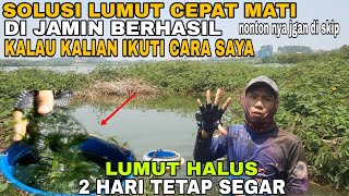 CARA MENYIMPAN LUMUT HALUS AGAR TDK MATI DAN BISA DI GUNAKAN SAMPAI BESOK