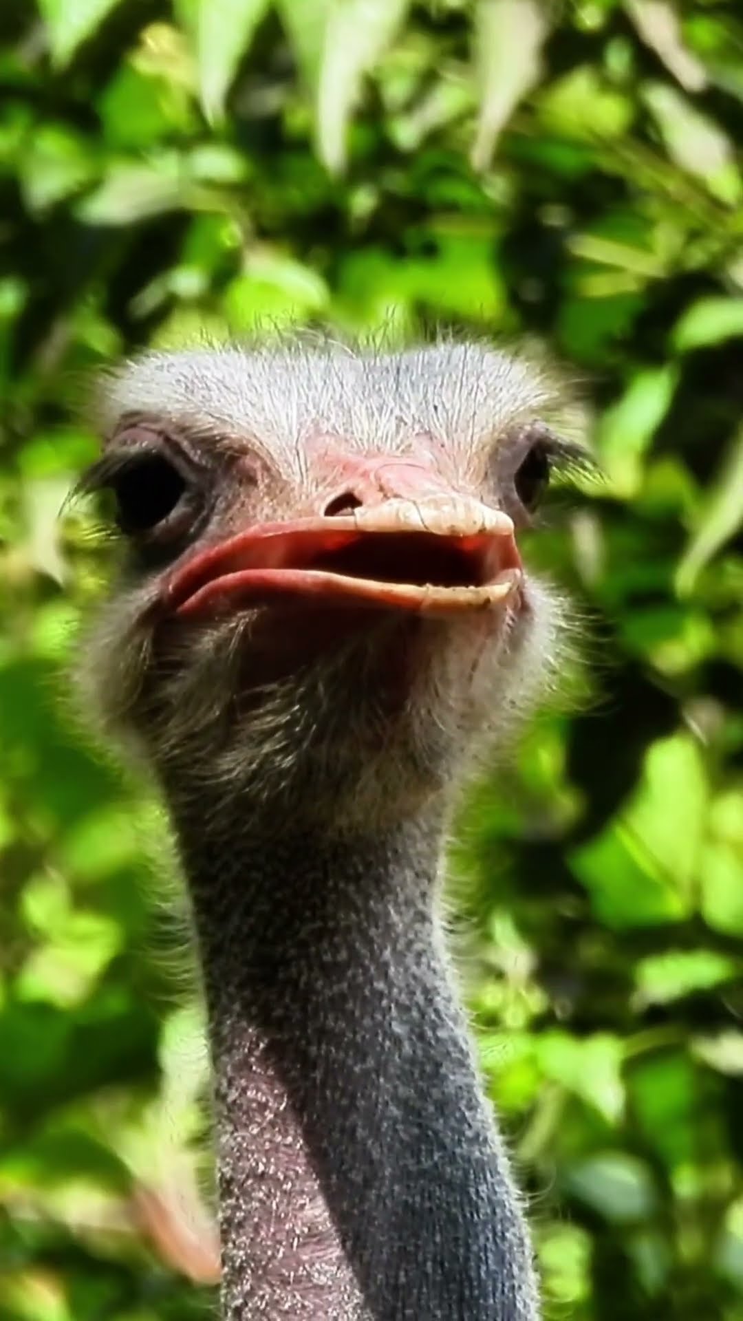 Splendorous Ostrich