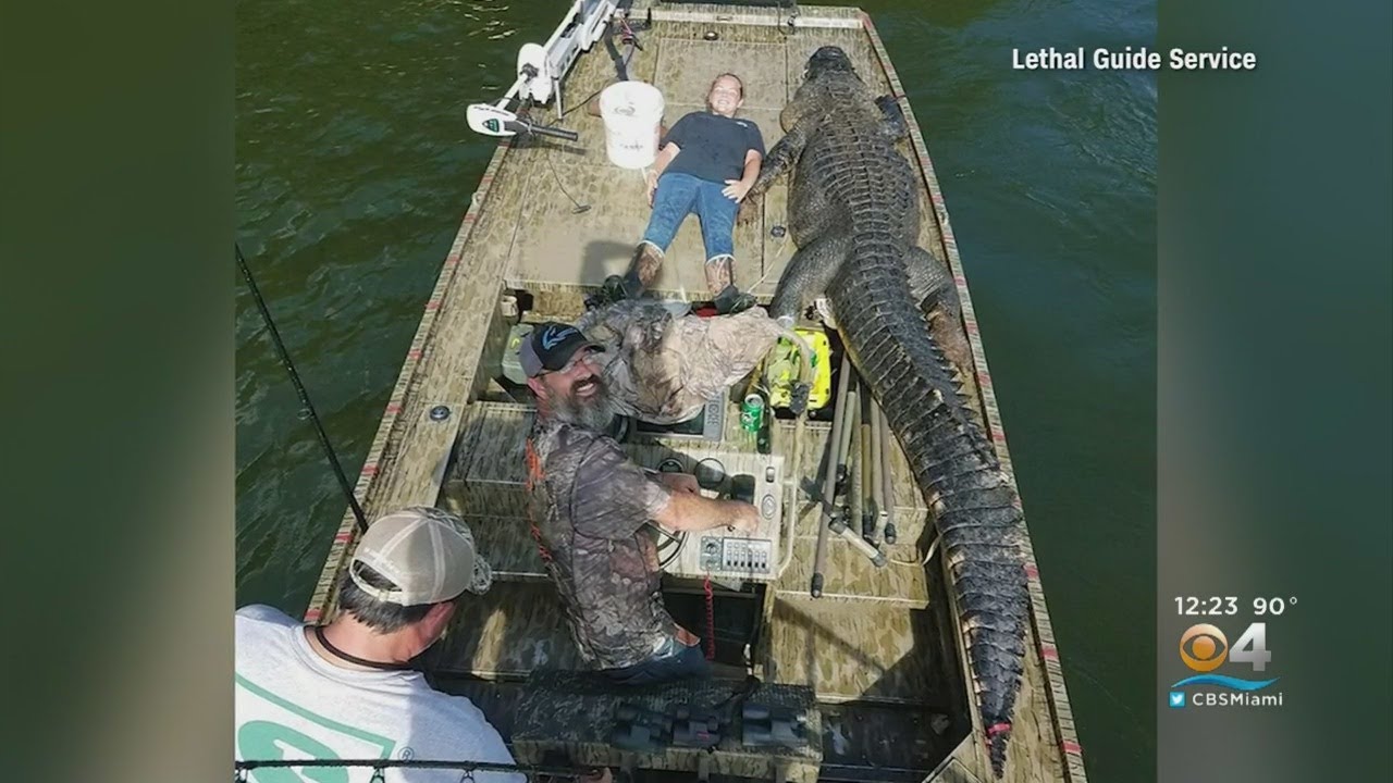 Massive Gator Caught In YouTube