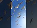 Seagulls Sound Seagulls Fly Against Blue Sky At Sunny Day 