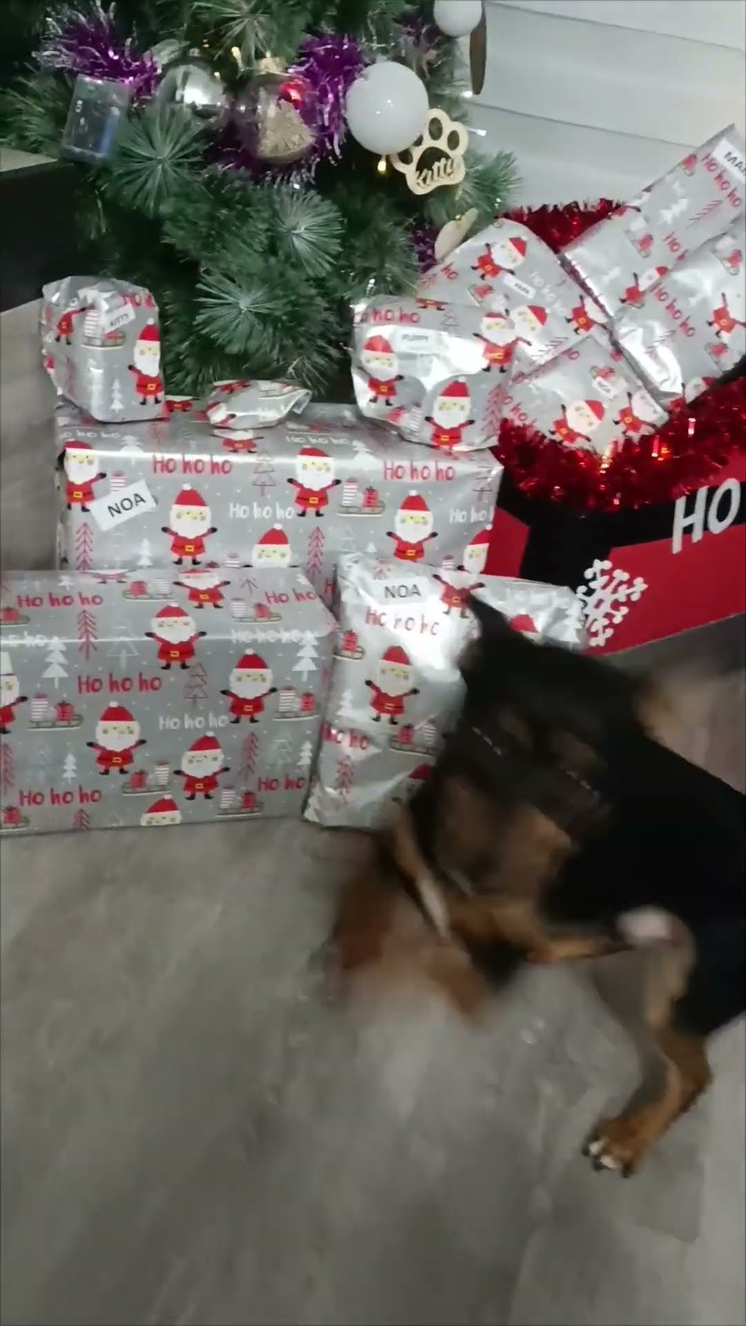 Puppy Wants To Open Presents Please || ViralHog