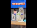 【貓：誰說我壞話？】主人講話就睡著　悄悄話一響貓咪立刻醒來偷聽 #Shorts thumbnail
