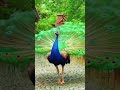 A beautiful peacock beautiful peacock shorts reels reeloftheday