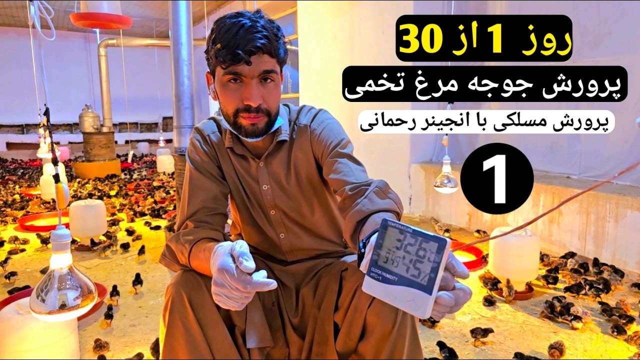 روز ۱ از ۳۰: پرورش جوجه مرغ تخمی در قریه 🐣 Village Life: Raising Layer Chicks Day 1