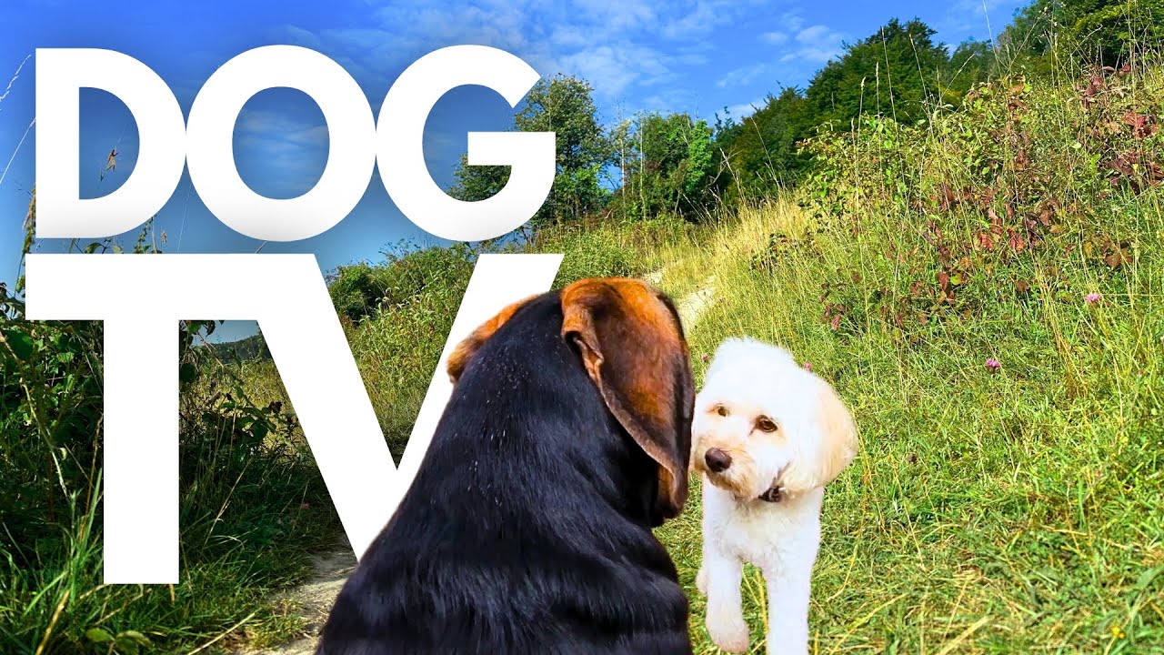 GoPro DogTV | 10hrs of Tranquil Virtual Dog Walks Through Serene Forests 🌲🐾 Dog POV