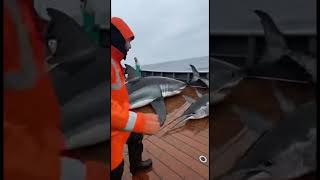 10 Seconds Of Chaos A Great White Shark Chases A Swordfish Right On The Deck