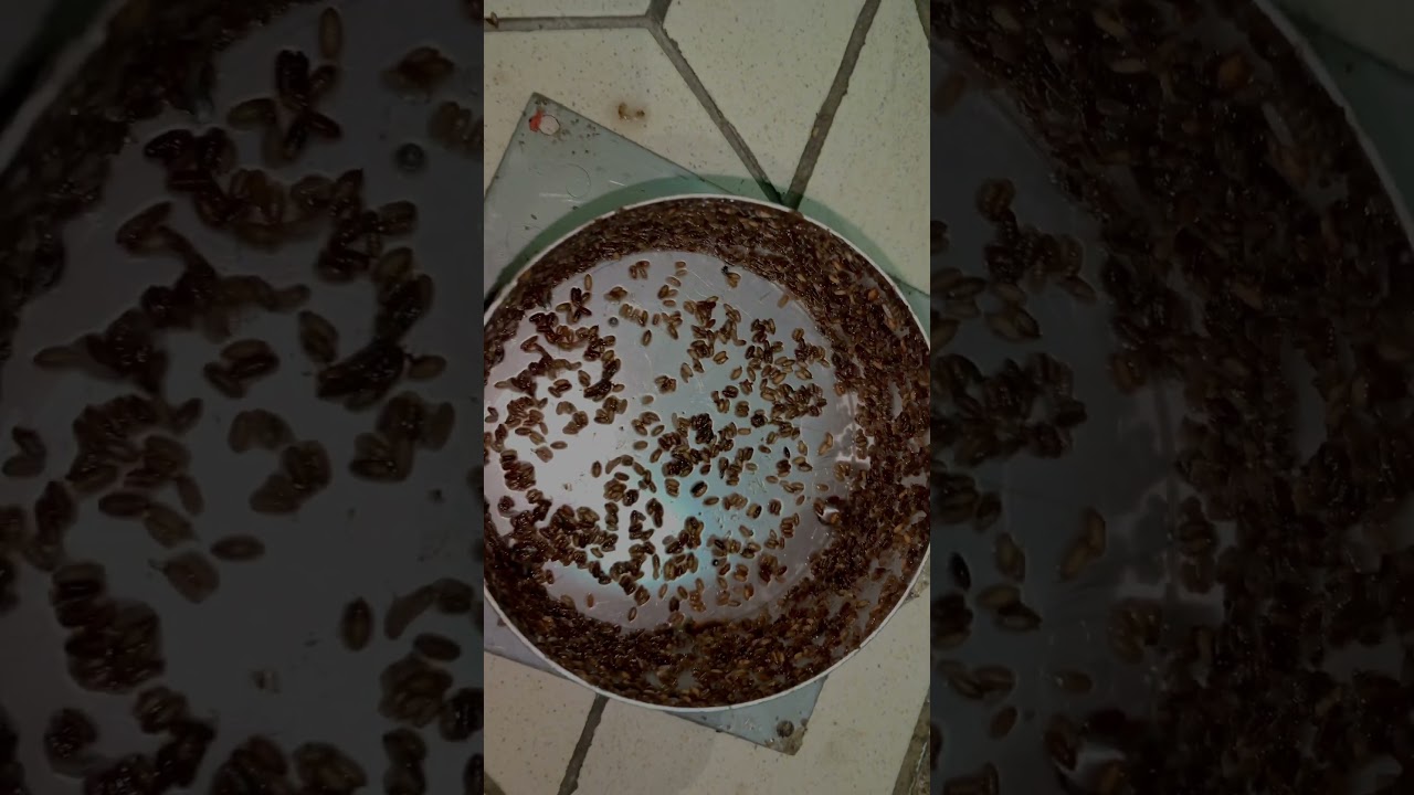 phorid flies pupae and larvae     