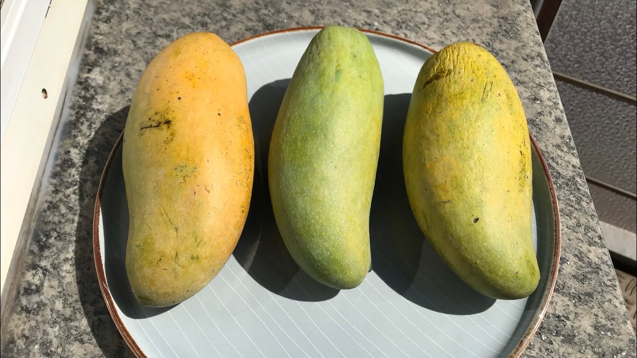 Kiew Saview mango [Mangifera indica] - YouTube