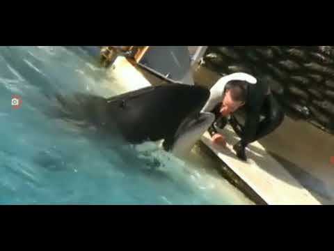dolphin so||animal so||Dubai Dolphinarium||