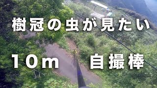 超長い自撮棒【クワガタムシ】樹冠の虫が見たい