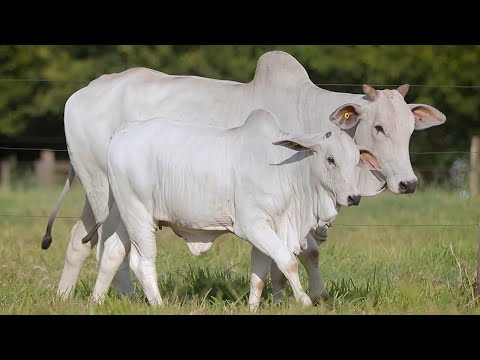 LOTE 167 - CSCN 21565