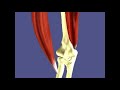 Muscle Pairs and Antagonistic Movement Explained