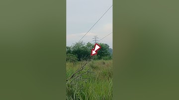 Burung prenjak gacor#birds #penyayangburung #sorotan #salamdaribinjai 
