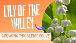 Solving Lily of the Valley Growing Problems Like a Pro