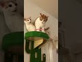 Cat Cats Catvideos Catshorts Catlovers Catvideo Cute Bisayanglaaganjourney Cat Cats Catvideos Catshorts Catlovers Catvideo Cute Bisayanglaaganjourney
