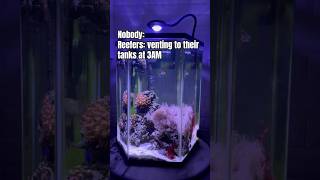 Short on cash #aquarium #reeflife #coralreef #saltwaterfix #fishtank #reef2reef #reef #reeftank #zoa
