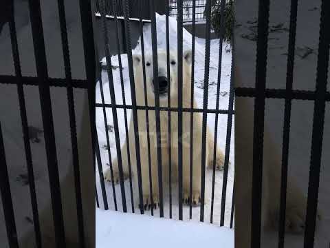 Video: Krasnojarsko zoologijos sodas „Roev Ruchey“. Savybės, gyventojai, darbo valandos