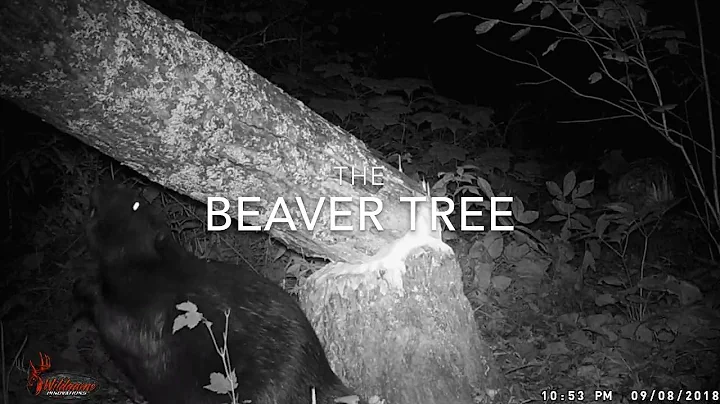 The beaver tree