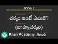 What is skin_ (Epidermis)[Telugu] | Sence organs | Class 9| Science | Khan Academy