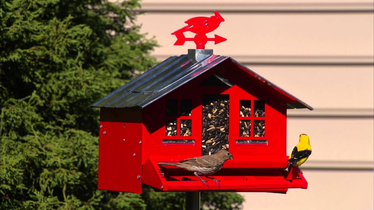 8 Perky-Pet 338 Squirrel-Be-Gone Ii Country House Bird Feeder With Weathervane 