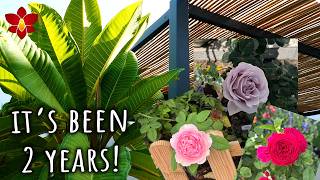 My garden after 2 years! - Roses, Plumeria, trees and all sorts of flowers 🌹🪻🌳