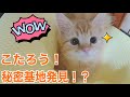 冷却ハウス！？猫の秘密基地！！