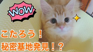 冷却ハウス！？猫の秘密基地！！