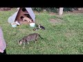 🐯 WHY I DON'T TRUST CUTE ANIMALS @ DOKUMA PARK in kepez Antalya Turkey 🇹🇷