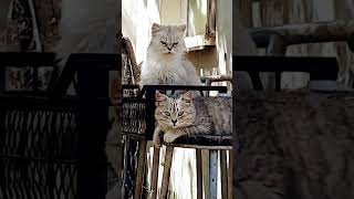 #кошки #история #рекомендации