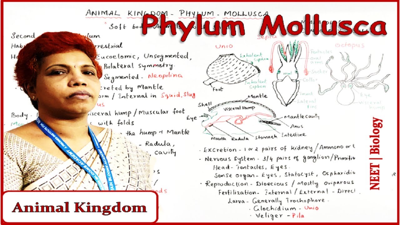 Phylum Mollusca | Animal Kingdom | Class 11 NCERT | NEET Biology - YouTube