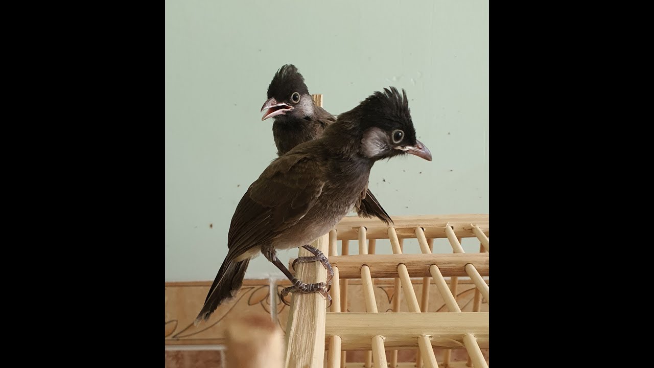 قصة ألافراخ المهجنه من سحبهن من العش الى عمر 25 يوم أحلى فديو 😍 أنتاجي أب كشميري فايتر أم عراقيه