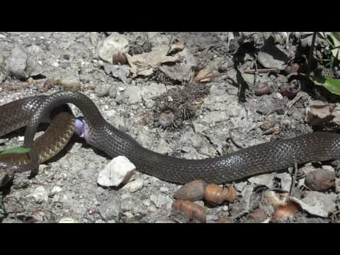 Videó: Hogyan Párosodnak A Kígyók?