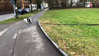 2018-02-16 K-9 Smokey & Käthi on an urban trail