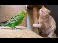 Best friends - cat and bird