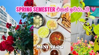 Spring Semester එකේ අන්තිම දවස 🇰🇷💕 | නිනා හදලා දුන්න Indonesian කෑම | Daiso එකේ රවුමක් 💗