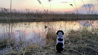 ОБЫКНОВЕННАЯ ОХОТА на озере ХАНКА весна 2016г.  Охота на уток с собакой Русский спаниель